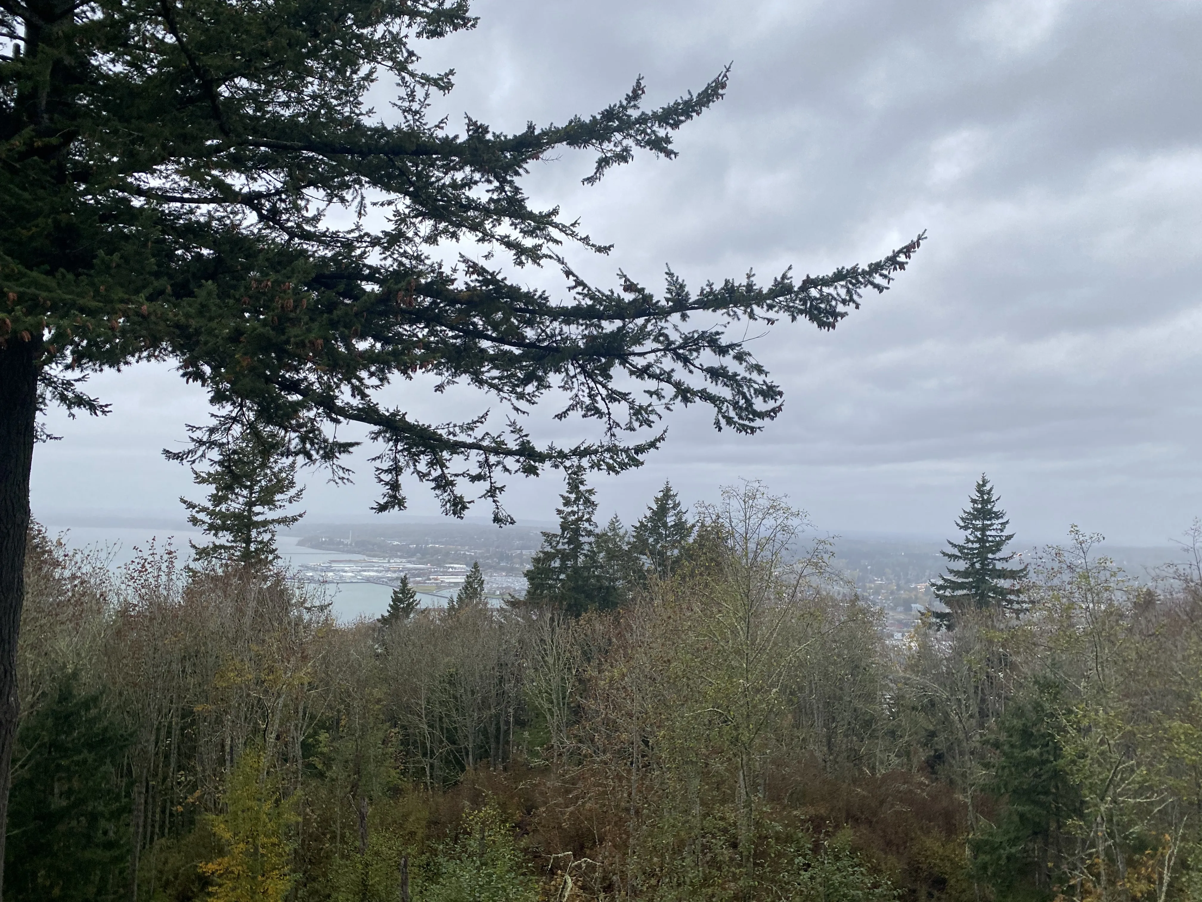 From the Sehome Hill observation tower; the day is cloudy and grey while overlooking the treetops of the Sehome Hill Arboretum, with downtown Bellingham splaid out beyond the trees.
